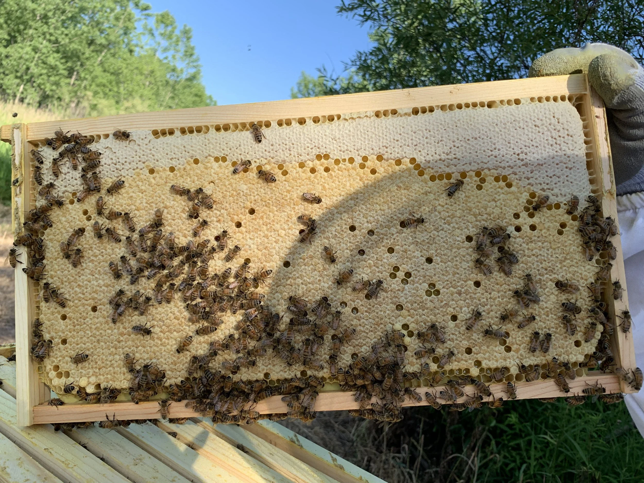 Honey & Honey Comb — Dutchman Creek Family Apiary